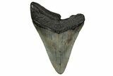 Fossil Megalodon Tooth - South Carolina #340414-1